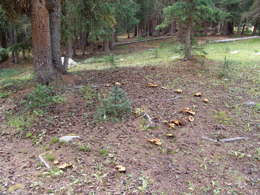 Faire Ring Mushrooms